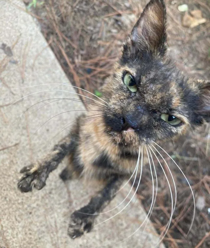 This Cat We Adopted Today (Cds) - Meet Brenda