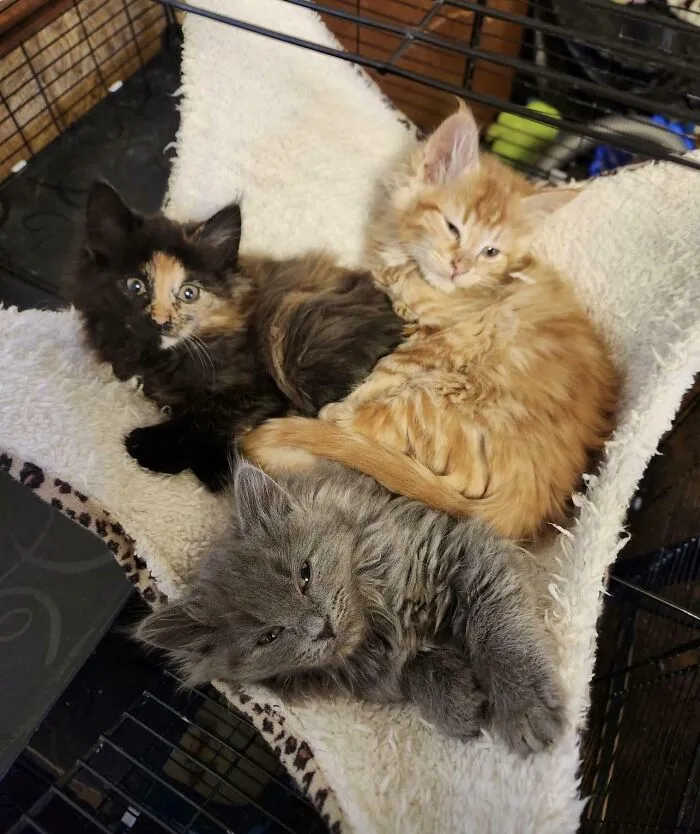 We Were Planning On Just Getting One Orange Kitten, Then Settled On Two But Couldn’t Leave The Third Sibling Behind. Now We Have All Three
