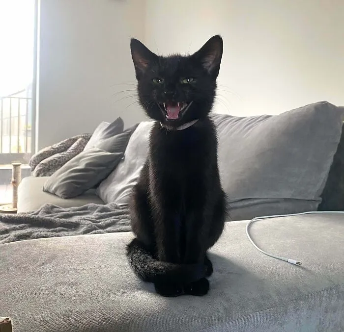 Just Adopted My First Ever Cat!
