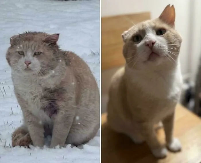 Three Month Before And After Of Our Former Street Cat, Adonis!