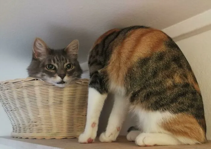 One Head In One Head Out. Cat Complete