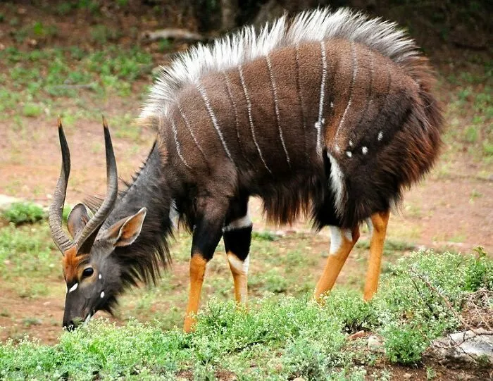 Nyala (Tragelaphus Angasii): Real-Life Forest Spirit? 