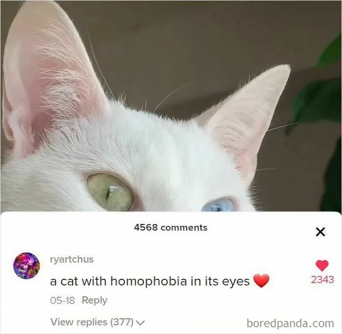Having Different Colored Eyes Is Called Heterochromia