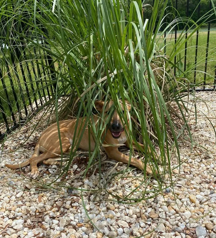 Shhh, She Thinks She’s Hiding. You Gotta Act Surprised When She Comes Out And Say “There You Are!” And She Will Do Happy Zooms