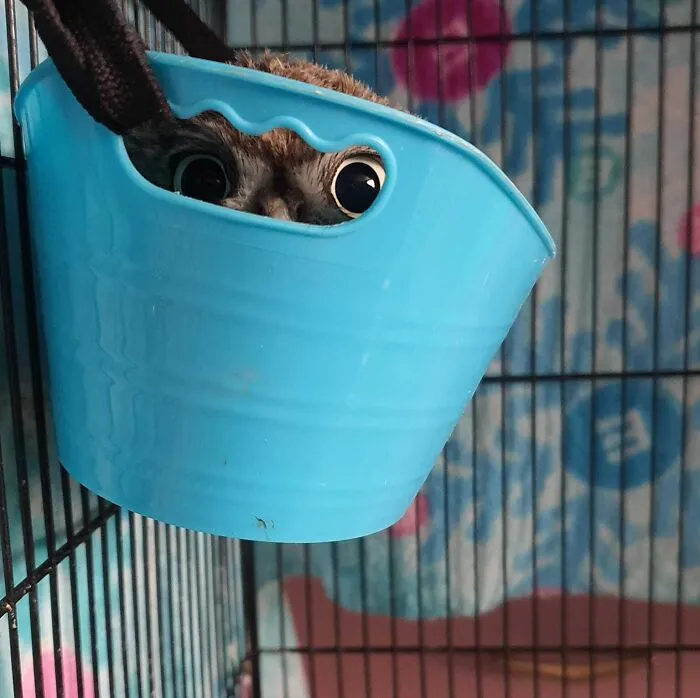 Little Rescue Owl, Or Hide And Seek Champion Of 2023?