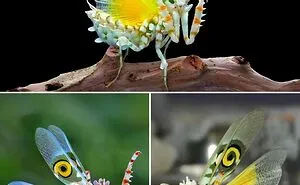 People Are Sharing The Most Unique, Strange And Unbelievable Animals That Actually Exist