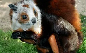 People Are Sharing The Most Unique, Strange And Unbelievable Animals That Actually Exist