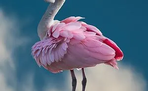 People Are Sharing The Most Unique, Strange And Unbelievable Animals That Actually Exist