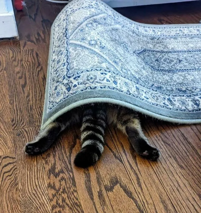 My Cat Is Obsessed With 2 Things: Splooting And Hiding Under The Rug. Always Discover Her "Hiding" With Just Her Feet Sticking Out... And The Rug Breathing