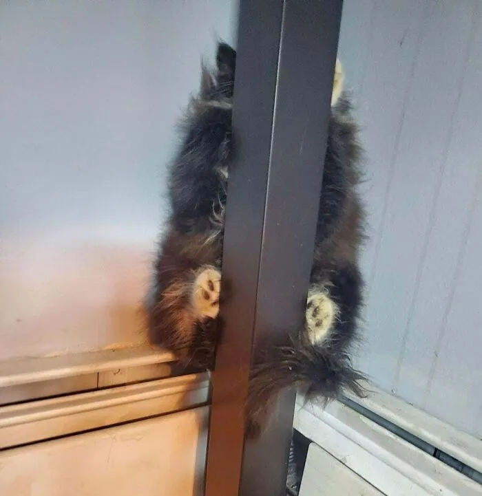 I Found Chuche Two Years Ago, When He Was About 8 Weeks Old, On The Street. When I Brought Him Home, He Spent The Entire First Day Hiding Behind A Table Leg