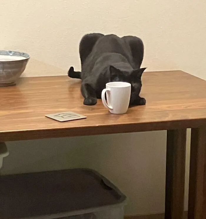He's So Good At Hiding, I Sometimes Can't Find Him For Days