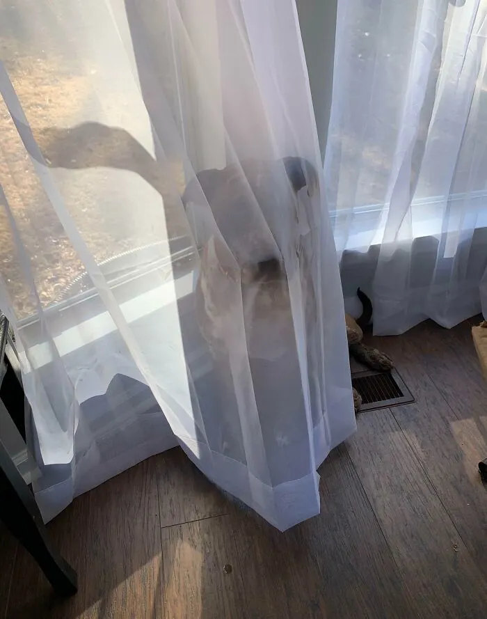 My Dog Trying To Hide From Getting Her Ear Medicine
