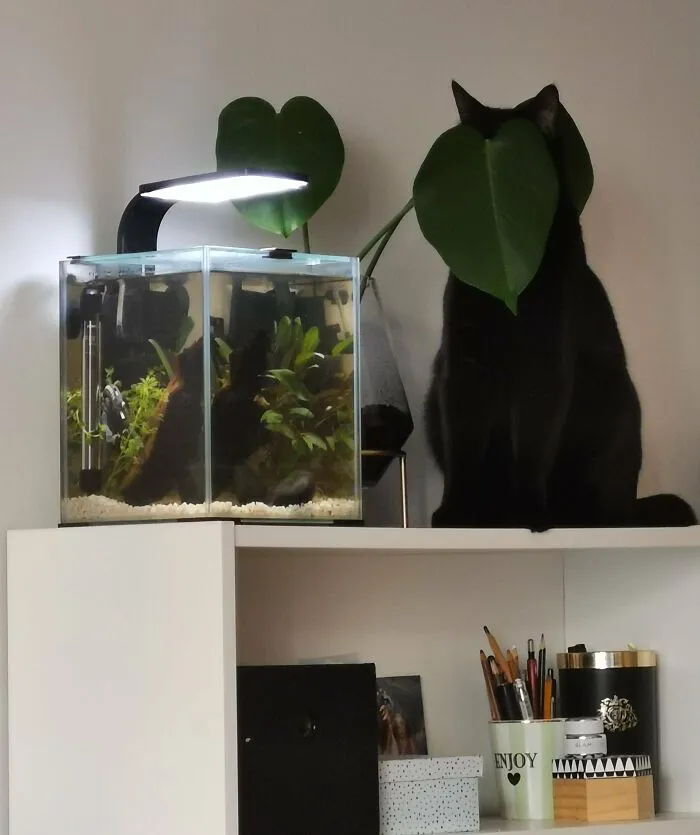 Sam Trying To Conceal His Approach To Our New Aquarium