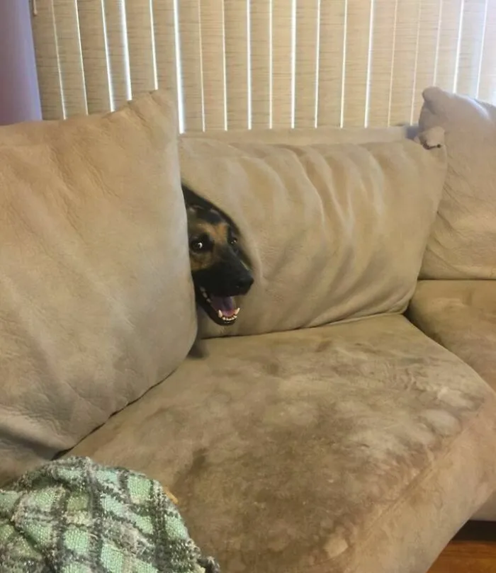 My Friend's Dog Is Terrible At Hide And Seek