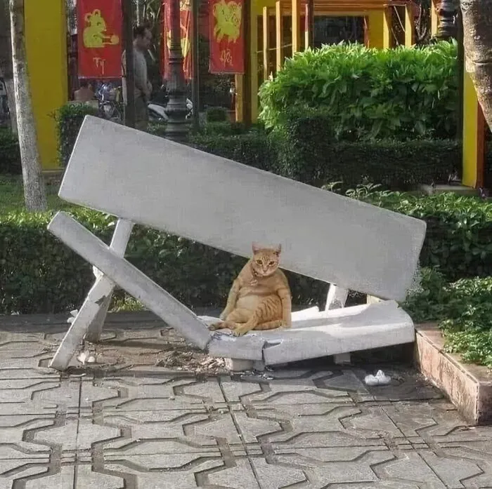 "Cats With Pawerful Aura": 50 Hilarious Cats To Boost Your Aura Points
