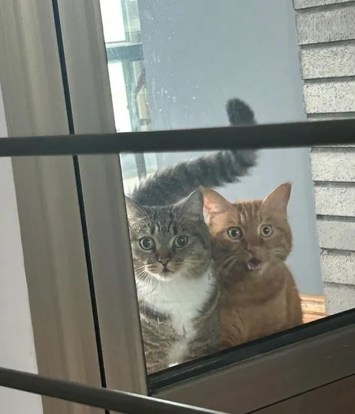34 Gatos con «auras poderosas» retratados por sus dueños