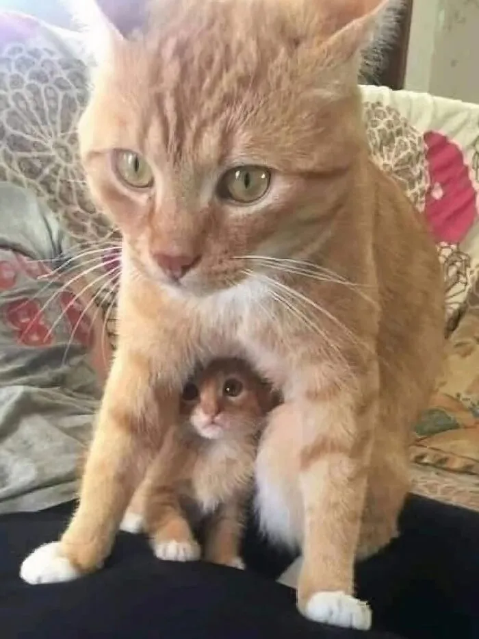 34 Gatos con «auras poderosas» retratados por sus dueños