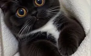 "Cats With Pawerful Aura": 50 Hilarious Cats To Boost Your Aura Points