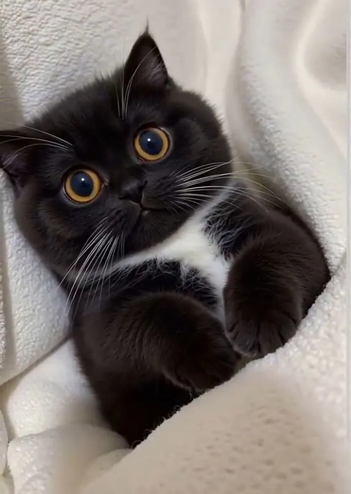 Funny-Cute-Cats-Powerful-Aura-Pics