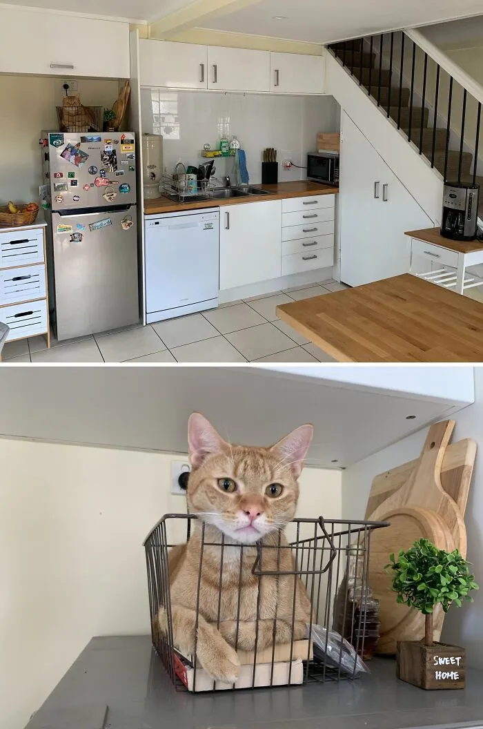 I Lost My Cat Today And Eventually Found Him Like This Staring At Me