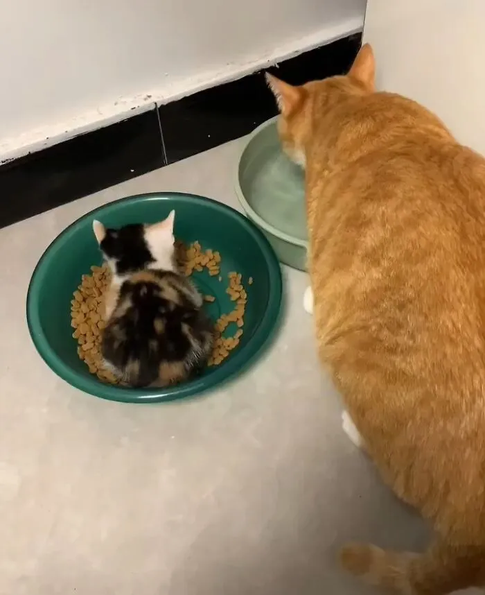 Gato grande naranja y gato pequeño con aura poderosa compartiendo comida y bebida en plato y cuenco verde.