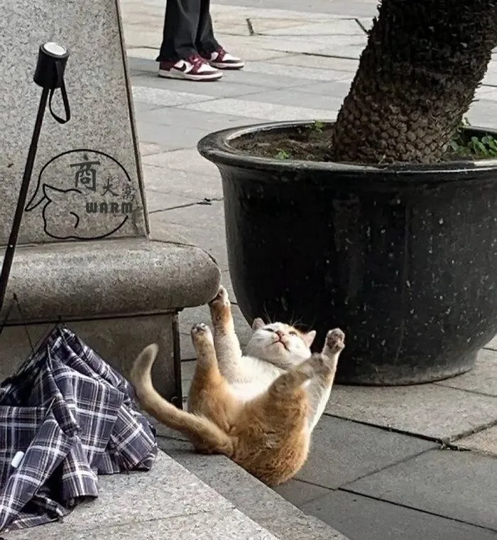 Gato con aura poderosa recostado en el suelo junto a maceta grande y una chaqueta de cuadros.