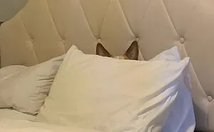 50 Pets Who Thought They Were Ninjas But Ended Up Just Being Derps (New Pics)