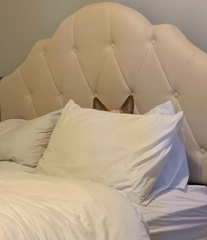 Hiding In Plain Sight