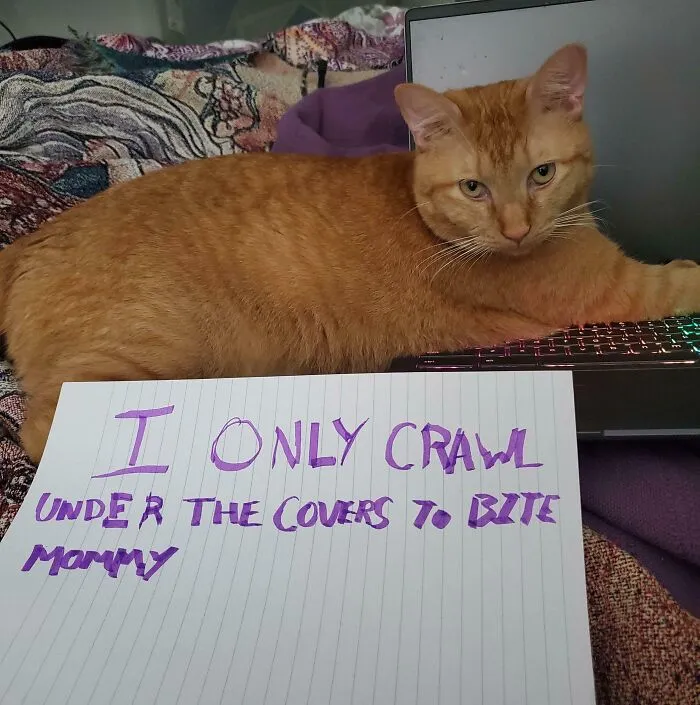 Gato naranja acostado sobre una laptop junto a cartel divertido para mascotas que muestra mascotas avergonzadas por sus travesuras.