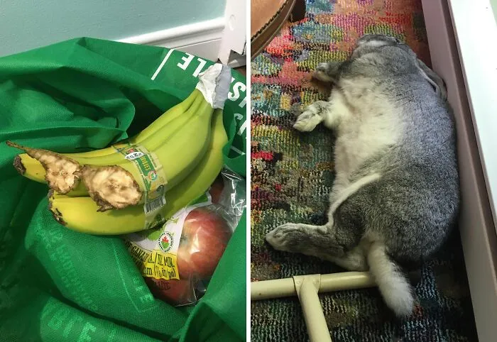 Plátanos mordidos por mascota junto a conejo gordo descansando en alfombra colorida, mostrando momentos divertidos de mascotas avergonzadas.