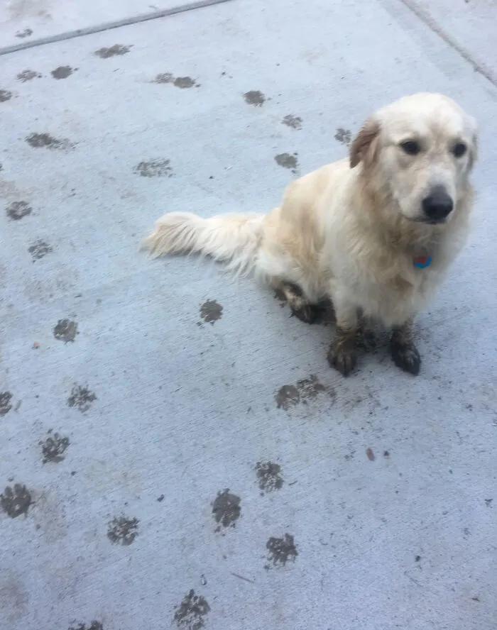 I Wonder Who Put The Muddy Paw Prints Everywhere