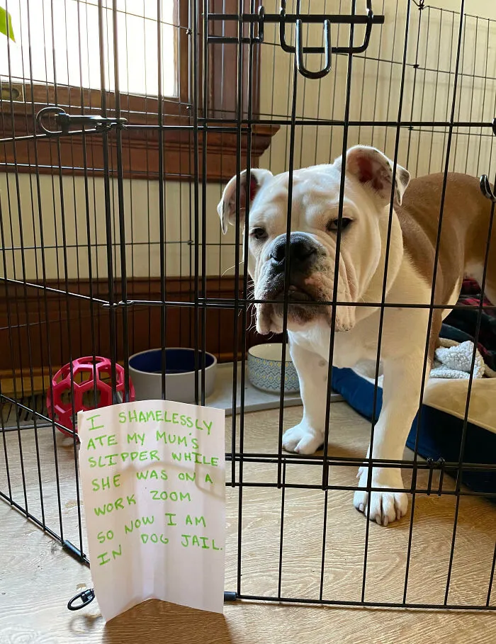 Perro en jaula con nota graciosa mostrando algo que hizo mal, ejemplo de mascotas avergonzadas divertido.