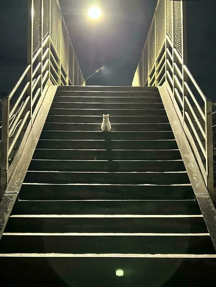 I Think I'm About To Get Abducted By This Alien
