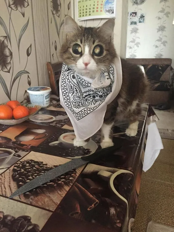 Cat with large eyes wearing a bandana on a kitchen table near a knife, illustrating strange and alien-like behavior.