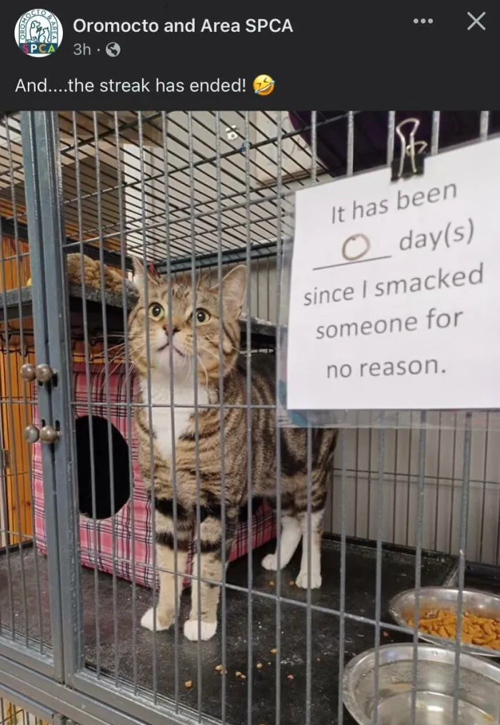 He Did His Best