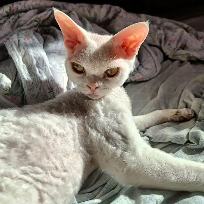 Close-up of a white Devon Rex cat with large ears and curious eyes, highlighting why cats might actually be aliens.
