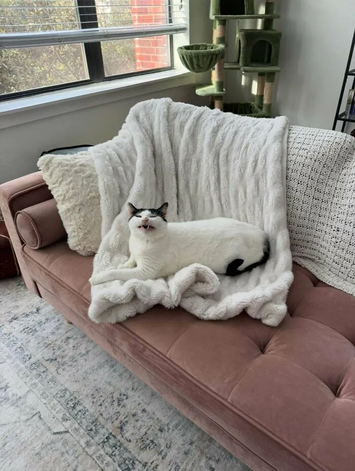 White and black cat with a funny expression lounging on a cozy blanket on a sofa, hinting cats might actually be aliens.