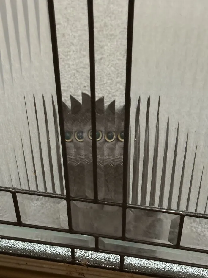 Black cat behind textured glass with distorted multiple eyes, creating a mysterious alien-like appearance related to cats and aliens.