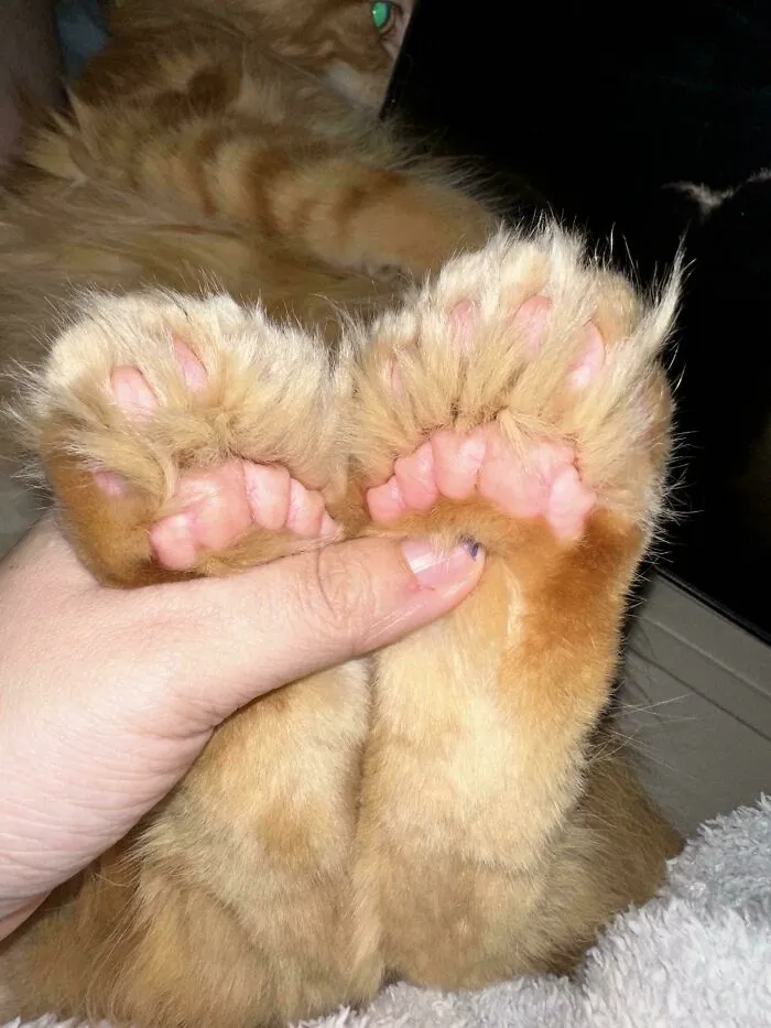 Close-up of a person holding a fluffy orange cat’s paws, highlighting the soft pink pads and fur, cats alien-like features.