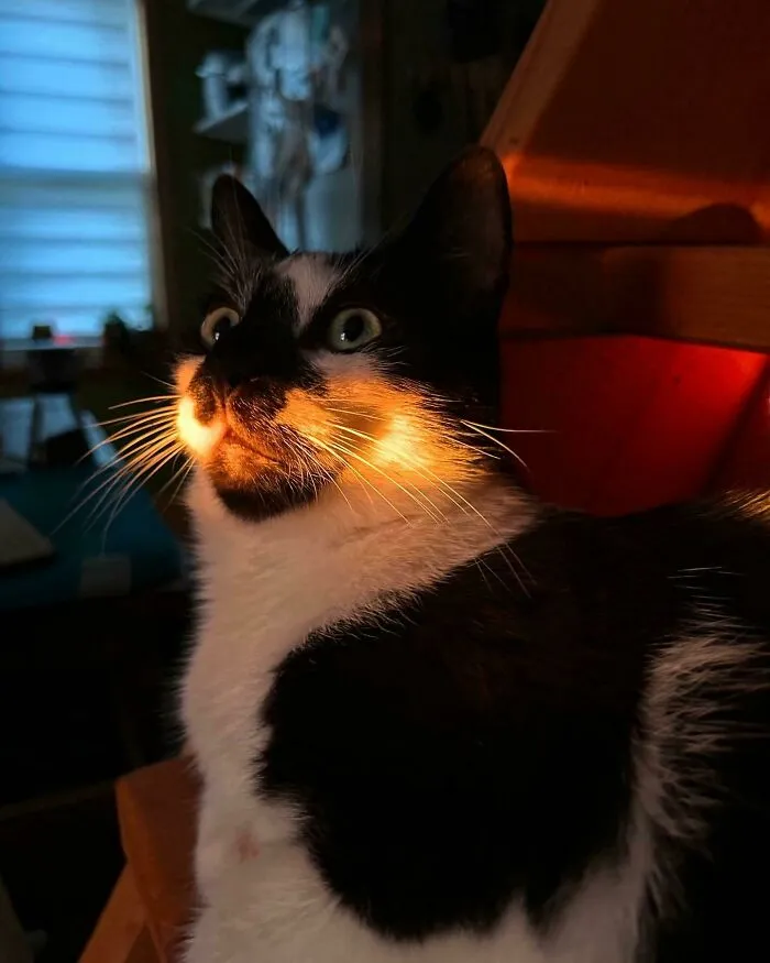 Black and white cat with glowing face in dim light, capturing a mysterious and alien-like appearance indoors.