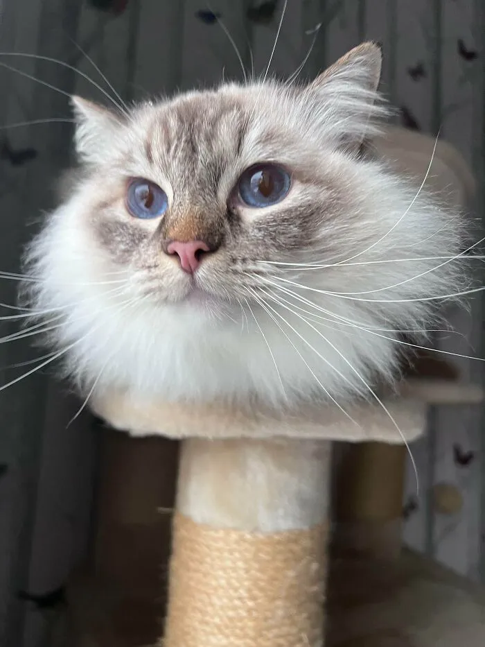 Fluffy cat with striking blue eyes perched on a scratching post, looking curious and mysterious like an alien.