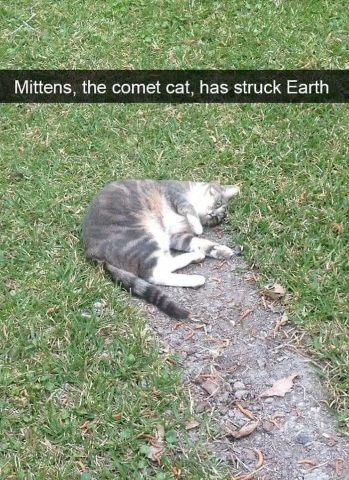 Evidence How Alien Cats Arrive On Earth