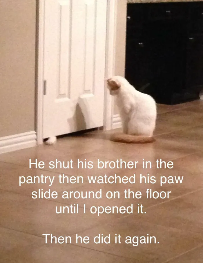 Sibling Rivalry
