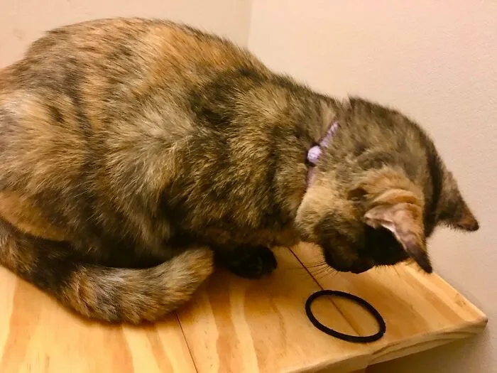 My Cat Is Obsessed With Hair Ties. She Doesn’t Play With Them, Though. She Just Stares At Them