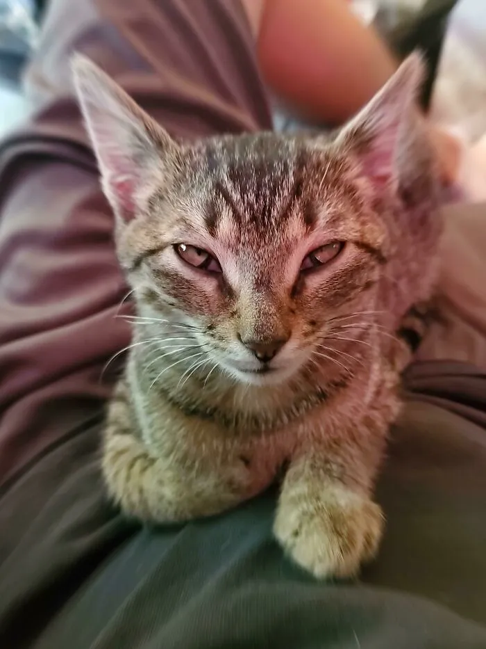 Close-up of a tabby cat with half-closed eyes, showcasing the mysterious look that suggests cats might actually be aliens.
