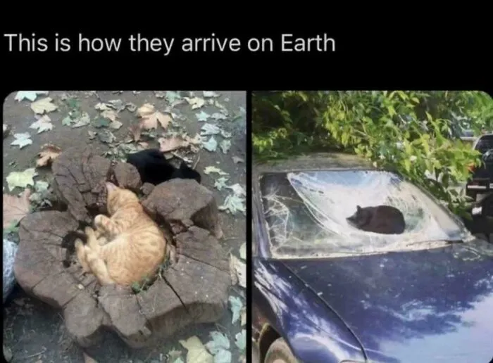 Wunkeroids Hitting Earth