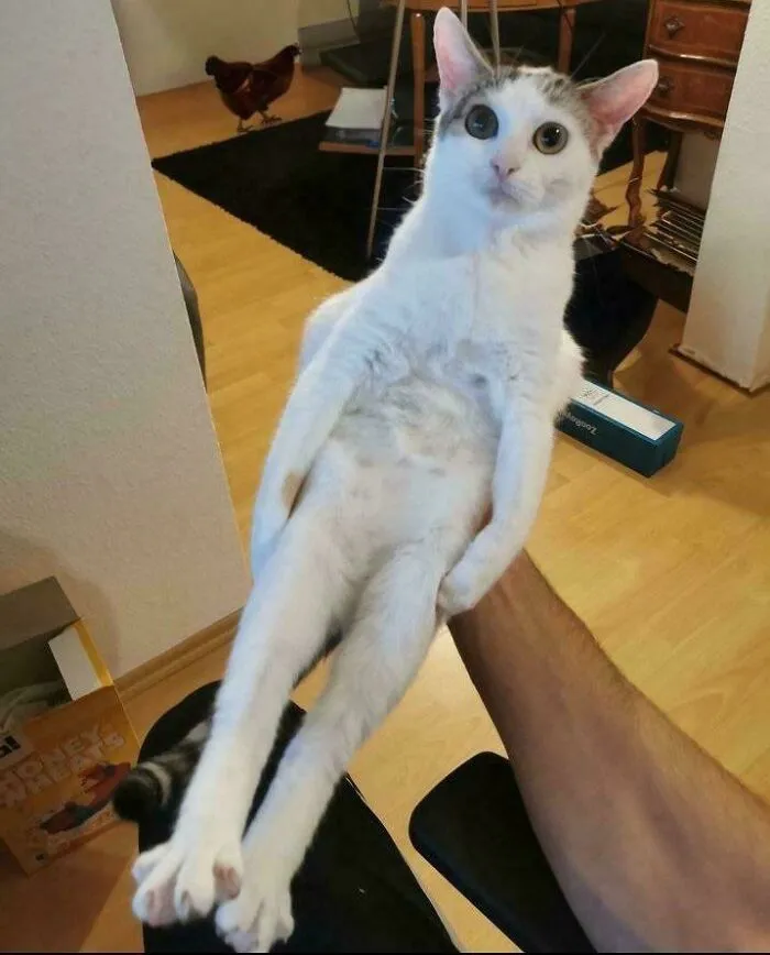 White cat with an unusual posture and wide eyes held up by a person, hinting at cats might actually be aliens concept.
