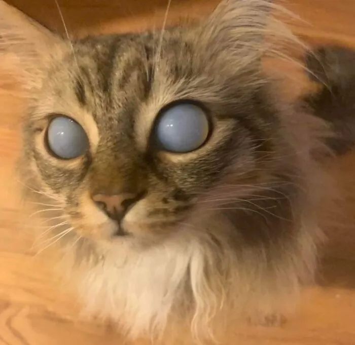 Cat with unusual alien-like eyes looking curious, illustrating the idea that cats might actually be aliens.
