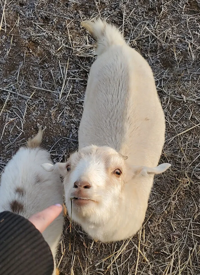 Cabra blanca con hierba en la boca acercándose a una mano humana en un suelo de paja, momento divertido de mascotas "shameadas".