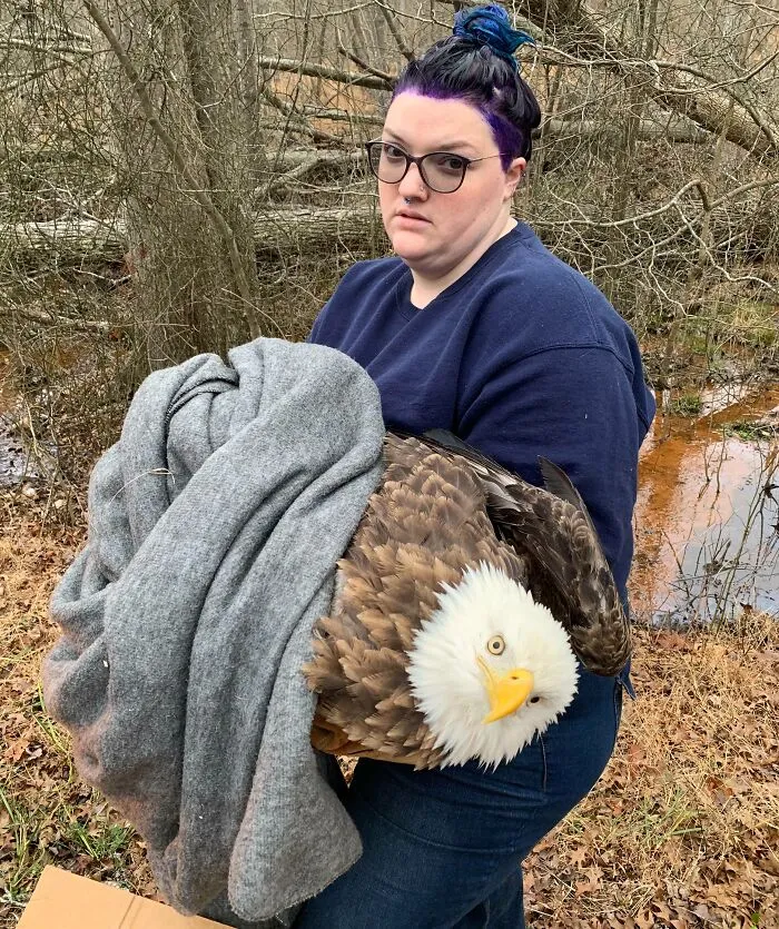I’m A Rescuer For A Raptor Rehab, And I Got The Call For This Guy In The Middle Of Me Dyeing My Hair